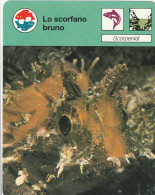 25 SCORPENIDI : LO SCORFANO BRUNO - Dieren