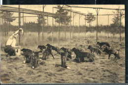 Elevage De Renards Argentés - Séviscourt - Neuve - Editeur: F. Pinson-Williot, Libramont - Libramont-Chevigny