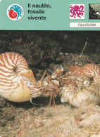 30  NAUTILOIDI: IL NAUTILO, FOSSILE VIVENTE - Dieren