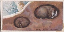 3 WHY SOME ANIMALS HIBERNATE - DO YOU KNOW 1930 - WILLS OVERSEAS ISSUE CARD  -  3X7CMS - - Zigarettenmarken