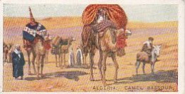3 ALGERIAN CAMEL BASSOUR  - MODES OF CONVEYANCE 1930 - WILLS OVERSEAS ISSUE CARD  -  3X7CMS - - Zigarettenmarken