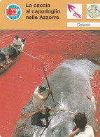 37 CETACEI : LA CACCIA AL CAPODOGLIO NELLE AZZORRE - Animals