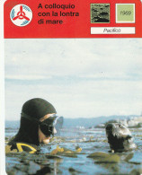 38 PACIFICO: A COLLOQUIO CON LA LONTRA DI MARE - Animals