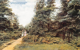 L241 England Harrogate In The Pine Woods Trees Vintage Postcard - Harrogate