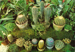 ROUMANIE / ROMANIA : CACTUS în SERA La CODLEA - BRASOV / CACTUS En SERRE / CACTUS In GREENHOUSE ~1975 - '980 (ap596) - Sukkulenten