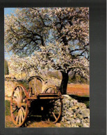 Cpm Amandier En Fleurs - Bäume