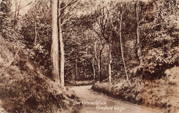 L239 England 1928 The Chine Walk Canford Cliffs Trees Vintage Postcard - Altri & Non Classificati