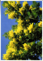 CPM Cote D'Azur Mimosa Espege Dite Le Galours - Sonstige & Ohne Zuordnung