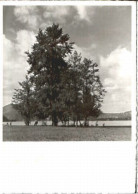 Agnuzzo  O 1947 - Altri & Non Classificati