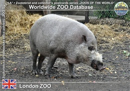 539 London ZOO, UK - Bornean Bearded Pig (Sus Barbatus Barbatus) - Altri & Non Classificati