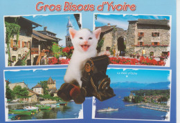 74 Yvoire (chat Ville) - Katzen
