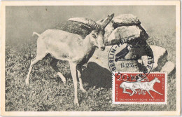 58607. Tarjeta Maxima BERLIN (Alemania DDR) 1956. TIERPARK, Wildschafe, Oveja Salvaje - Maximumkarten (MC)