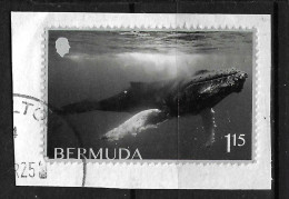 Bermuda 2025 MiNr. XXX , 2.30 €  Marine Mammals, Whales 1v  Used - Whales