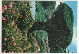 AK 243089 SPAIN - Tenerife - Icod - Drago - Tenerife