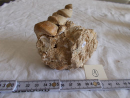 FOSSILE.TURITELLA SPECIES.MOULAGE INTERNE.LUTETIEN VENTEUIL MARNE..MASSE 380g. - Fossiles