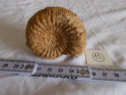 FRANCE.FOSSILE.AMMONITE.CADOMITES SPECIES.MAINE ET LOIRE.BAJOCIEN.170MA.MASSE 120G. - Fossiles
