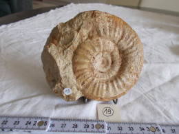 FRANCE.FOSSILE.AMMONITE..JURASSIQUE.MAINE ET LOIRE..MASSE 440G.RECOLLEE. - Fossiles