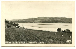 Delcampe - CPSM GEP  9 X 14 Isère  CHARAVINES  Le Lac Et Les Coteaux De Bilieu    Troupeau De Vaches Paissants - Charavines