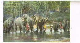 Delcampe - SRI LANKA CEYLAN  TEMPLE ELEPHANTS - Sri Lanka (Ceylon)