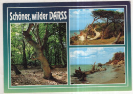 Delcampe - AK 243617 GERMANY - Schöner, Wilder Darss - Fischland/Darss
