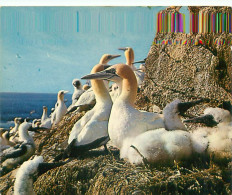 Delcampe - Région Bretagne - Oiseaux  AM 783 - Bretagne