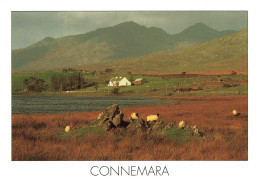 IRLANDE - Connemara - Insight Ireland - Twelve Bens - Pins - Maamturk Mountains - Peter Zöller - Insight - Carte Postale - Galway