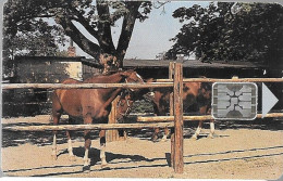 CARTE-Puce-SC5-1993-TCHECOSLOVAQUIE-HARAS CHEVAUX-V° S/N°-TBE - Czechoslovakia