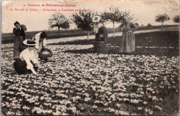 Delcampe - S23239 Cpa 45 Env. De Pithiviers - La Récolte Du Safran .. - Pithiviers