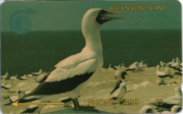 ASCENSION ISLAND - GPT - C&W - 5CASA - BIRD - WHITE BOOBY BIRD - Ascension