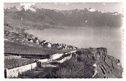 Vaud // Rivaz - Rivaz