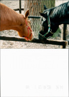 Medingen-Bad Bevensen 2 Pferde Im Klosterhof Medingen 1996 Privatfoto - Bad Bevensen