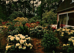 Linswege Rhododendron Hybriden Am Gaestehaus - Westerstede