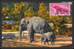 57071 éléphants éléphant 1959 Guinée Guinea Espanola Carte Maximum (card) édition Stehli - Elephants