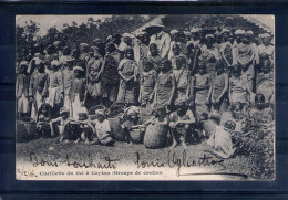 Delcampe - Cueillette Du Thé à Ceylan (groupe De Coolies) - Sri Lanka (Ceylon)
