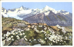 Zermatt VS Chrysanthenum Alpinum Alpen Wucherblume Am Riffelberg - Autres & Non Classés
