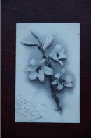 Delcampe - FLEUR - LYS - Blumen