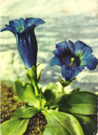 Delcampe - BIRTHDAY CELEBRATION, HOLIDAY, FLOWERS,  STEMLESS GENTIAN, POSTCARD, AUSTRIA - Geburtstag