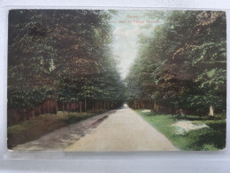 Delcampe - BAARN  Laan Naar De Hooge Vuursche NO115 - Baarn