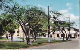 Delcampe - CAMEROUN(DOUALA) ARBRE(BNCI) - Kamerun