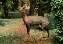 Delcampe - CPM - VALLS D'ANDORRA - Isard - Edition Agata - Andorra