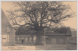Zoersel. Lindenboom. * - Zoersel