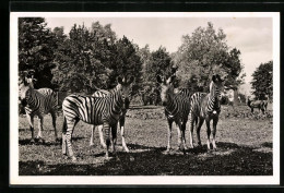 AK München, Steppen-Zebras Im Tierpark Hellabrunn - Zèbres
