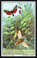 LIEBIG - FR - 1 Chromo N° 6  - Série/Reeks S 1497 - LEPIDOPTERES NOCTURNES - Les Zygènes Et Le Trochyle Apiforme. - Liebig