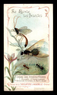 CHROMOS - CHOCOLATERIE D'AIGUEBELLE - LE MONDE DES INSECTES - FORMAT 6.5 X 11.4 CM - Aiguebelle