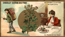 CHROMO CHOCOLAT GUERIN BOUTRON LE RADIS ET SA FLEUR - Guérin-Boutron