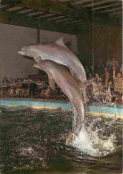 Animaux - Dauphins - CPM - Voir Scans Recto-Verso - Delphine