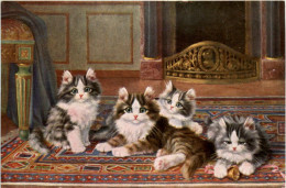 Katze - Cat - Cats