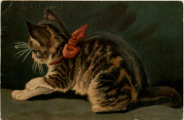 Katze - Cat - Cats