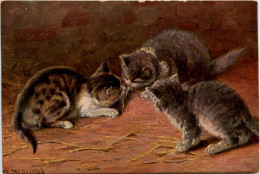 Katze - Cat - Cats