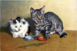 Katze - Cat - Cats